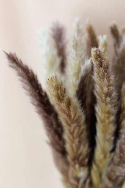 Brown Feather Pampas Grass - Sun and Day Shop