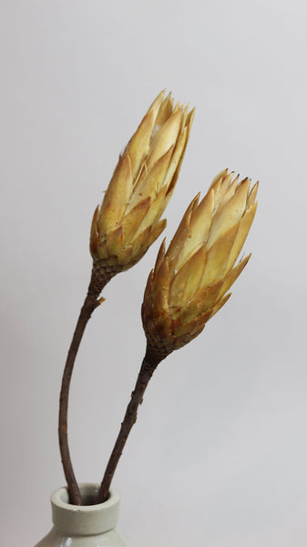 Large Dried Protea Magnifica Buds - Sun and Day Shop